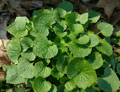 Alliaria petiolata