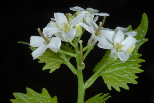 Brassicaceae