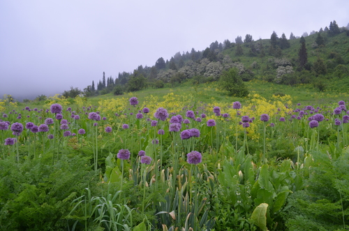 Allium aflatunense