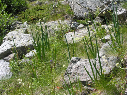Allium altaicum
