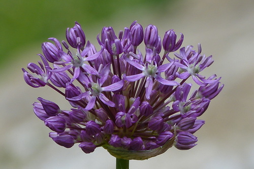 Allium altissimum
