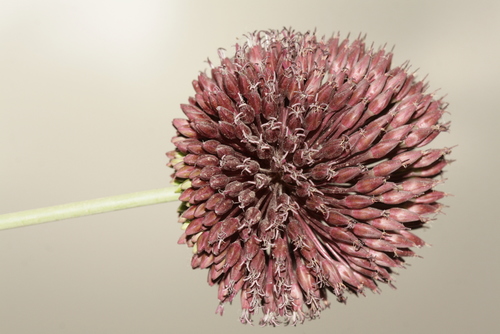 Allium amethystinum