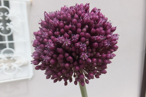 Allium ampeloprasum