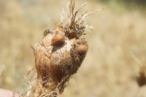 Allium ampeloprasum