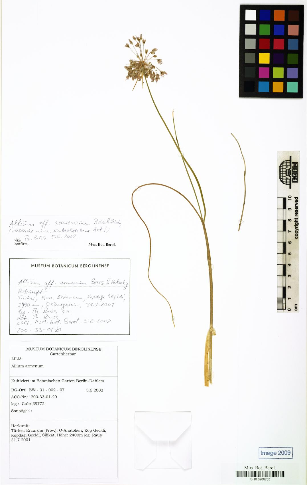 Allium armenum