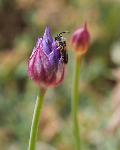 Allium ascalonicum