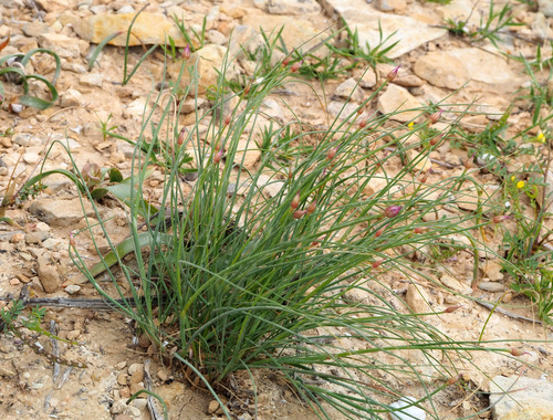 Allium ascalonicum