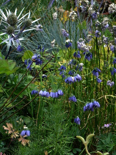 Allium beesianum