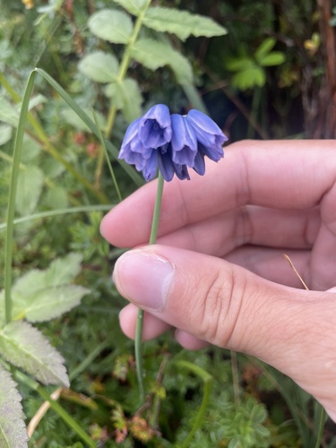 Allium beesianum