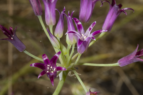 Allium bolanderi