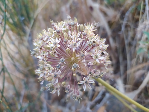 Allium brevidentiforme