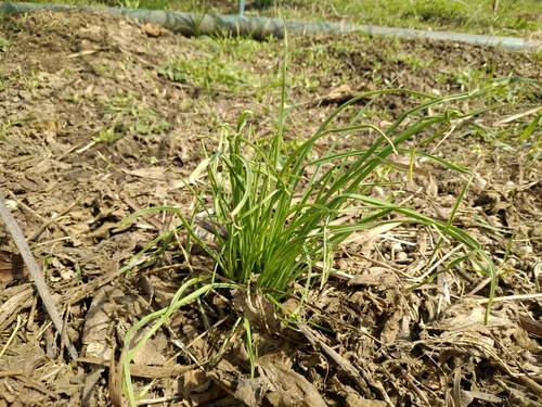 Allium caeruleum