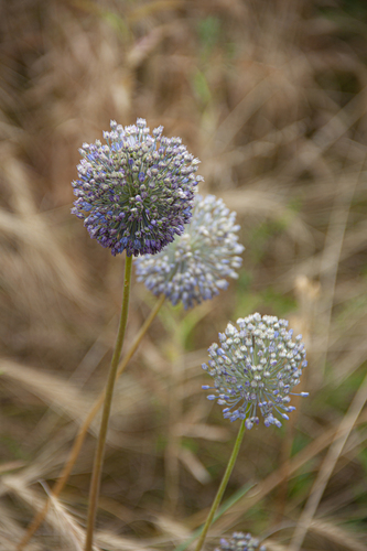Allium caesium