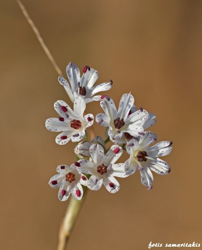 Allium callimischon