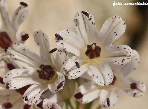 Allium callimischon