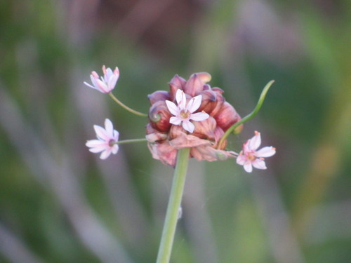 Allium canadense
