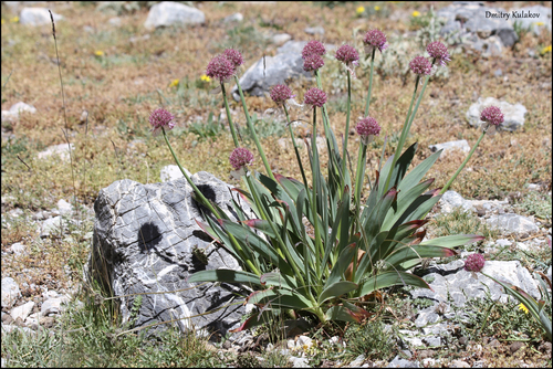 Allium carolinianum
