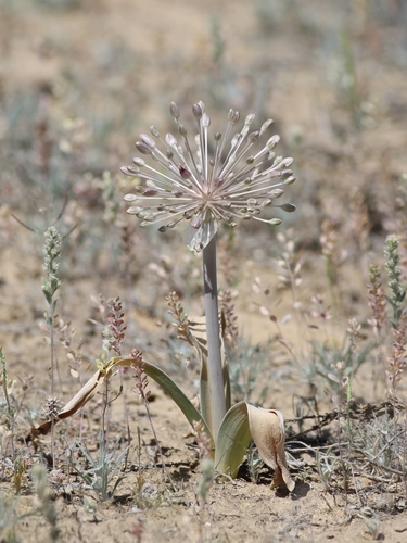 Allium caspium