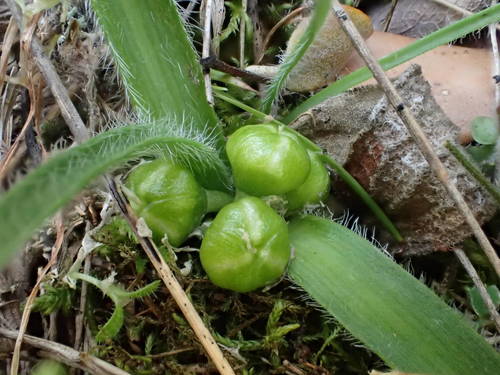 Allium chamaemoly