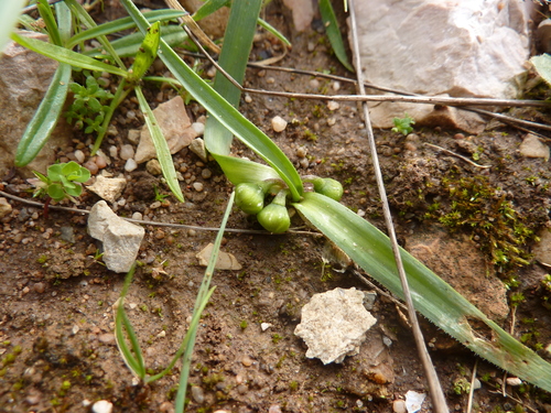 Allium chamaemoly