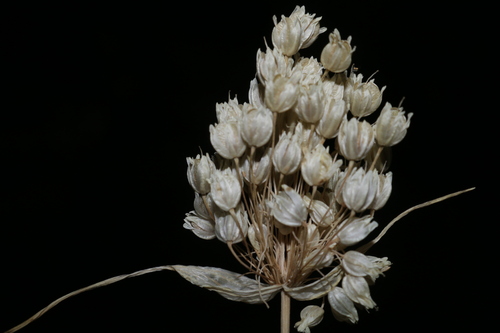 Allium convallarioides