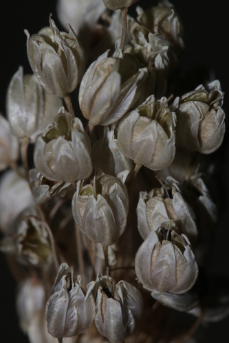 Allium convallarioides