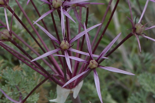 Allium cristophii