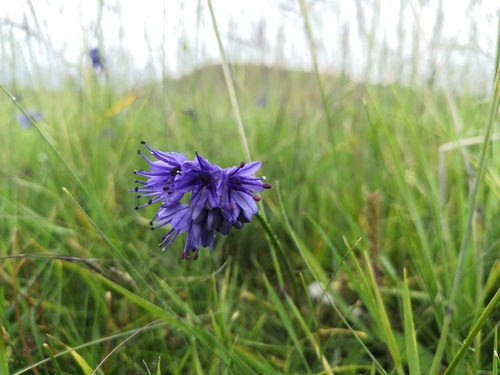 Allium cyaneum