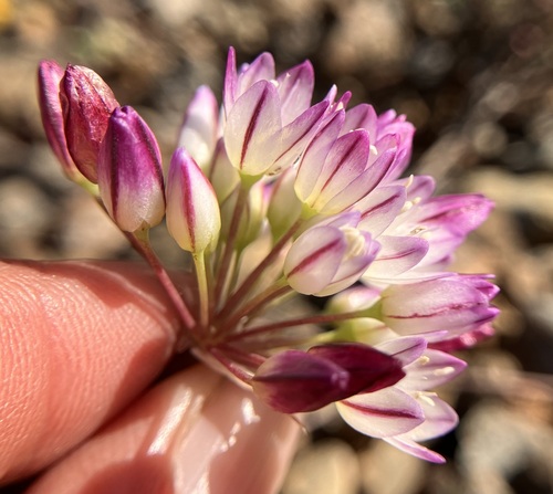 Allium diabolense
