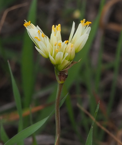 Allium erdelii