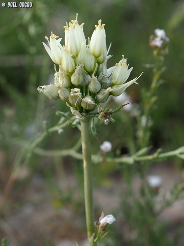 Allium erdelii