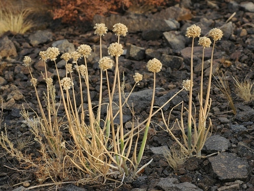 Allium galanthum