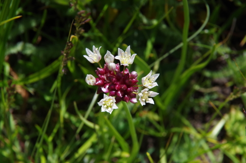 Allium geyeri