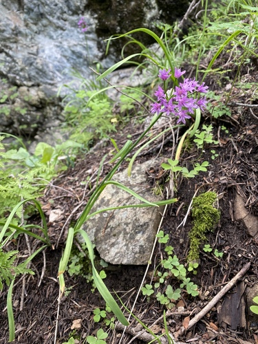 Allium gooddingii