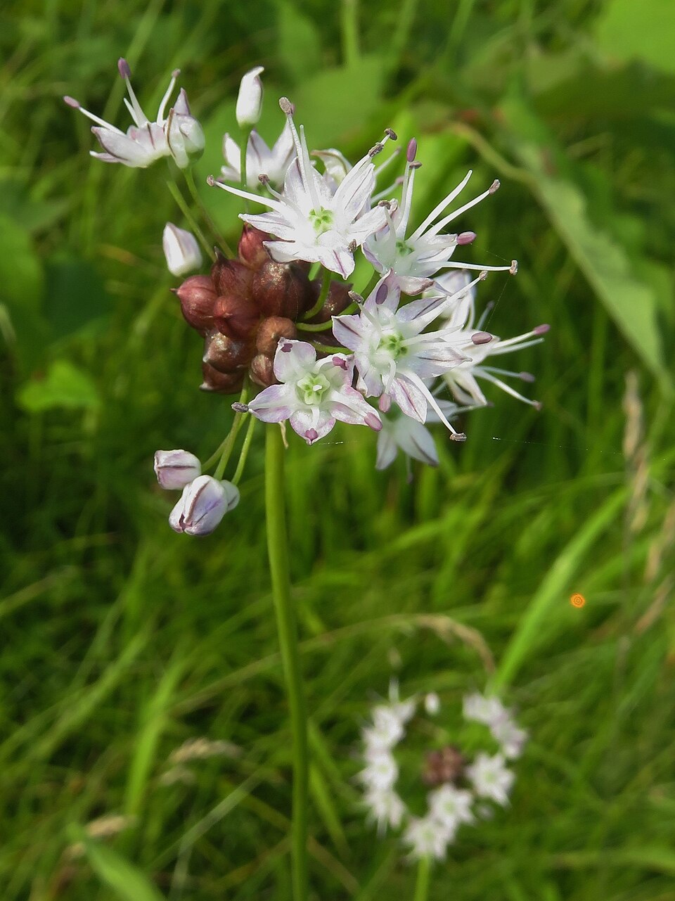 Allium grayi