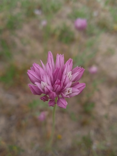 Allium griffithianum