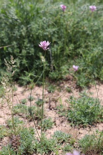 Allium griffithianum