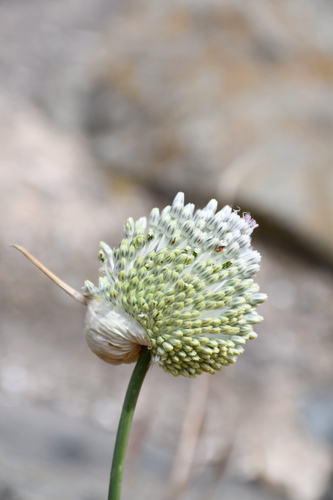 Allium guttatum
