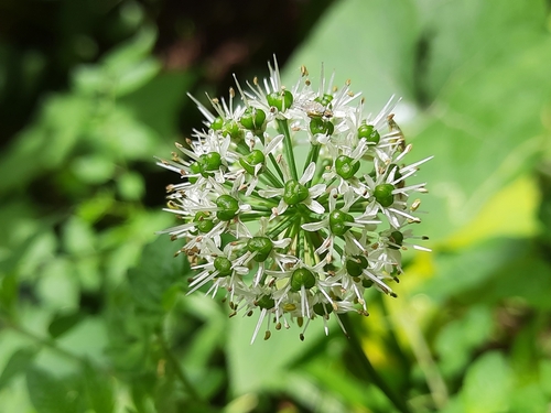 Allium hookeri