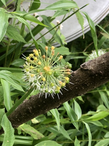 Allium hookeri