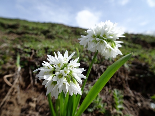 Allium humile