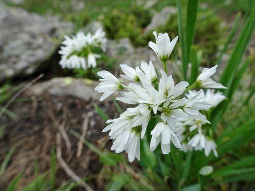 Allium humile