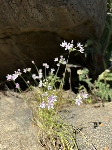 Allium hyalinum
