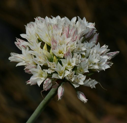Allium jepsonii