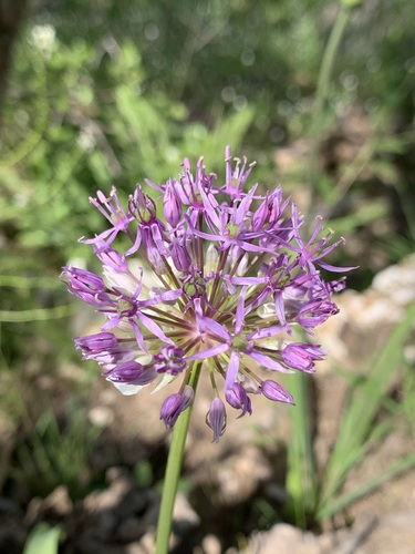 Allium jesdianum