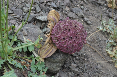 Allium karataviense