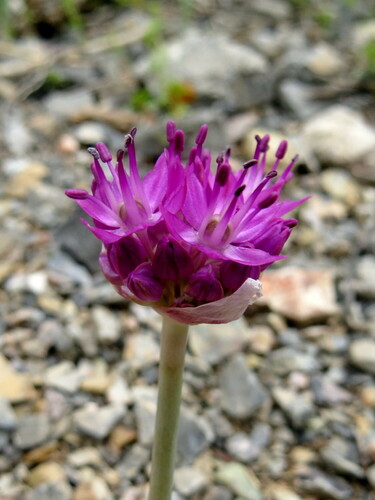 Allium komarowii