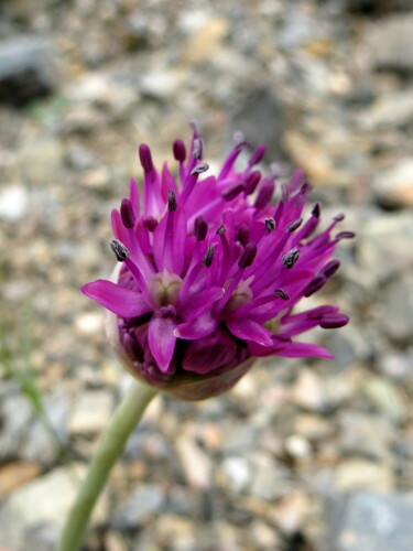 Allium komarowii