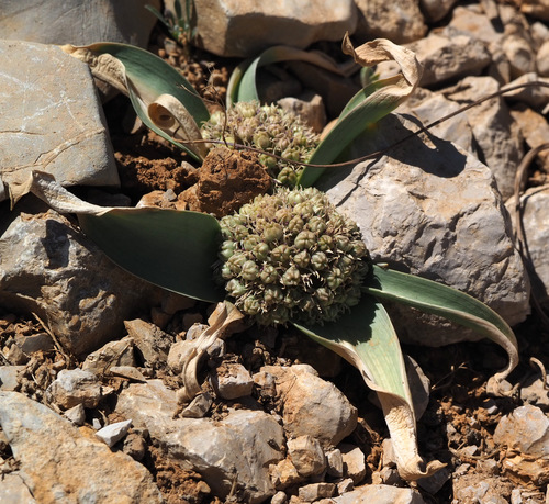 Allium libani