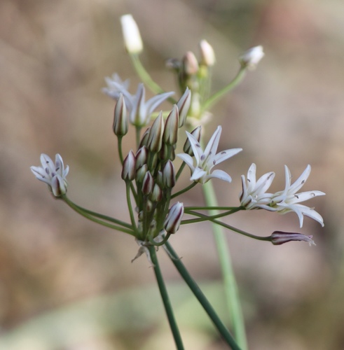 Allium longifolium